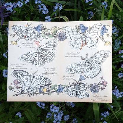 North American Insects Colouring Kit